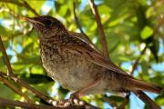 Poď chrániť fragole dagli uccelli: a modi più efficaci Poď proteggere Victoria dagli uccelli