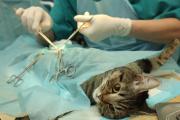 Endometriose no gato: características da doença, sinais e tratamento Diagnóstico e tratamento do'endometrite nel gatto