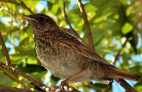 Come proteggere le fragole dagli uccelli: i modi più efficaci Come proteggere Victoria dagli uccelli