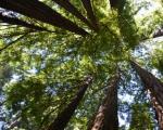 Quali alberi sono bravi a purificare l'aria?