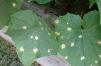 कम affrontare le macchie bianche sulle foglie di cetriolo?