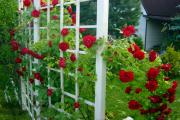 गुलाब रिक्की - विभिन्न प्रकार की गुणवत्ता, रिफ्यूजियो दी गुलाब की फोटो का विवरण'inverno