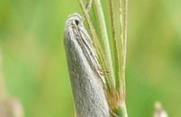 Attraktiver Getreideblattroller Blattroller auf Weizen