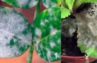 Parasiti delle piante d'appartamento: varietà e metodi di controllo