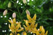 Raffinata e senza pretese Lily Saranka (riccia, riccia): valokuva ja caratteristiche della cura delle piante Lily royal curls