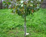 Ako oplodniť ovocné stromy v lete