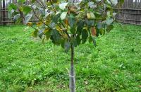 गर्मियों में फलों के पेड़ों को कैसे निषेचित करें