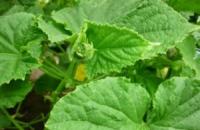 Come ottenere un raccolto di pomodori, condimento, irrigazione e cura