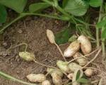 Pestovanie arašidov sami: pravidlá siatia, starostlivosti, zberu