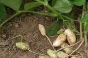 Kasvavat maapähkinät itse: kylvö-, hoito- ja sadonkorjuusehdot