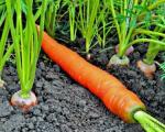 Fertilizzanti per carote durante la semina