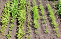 Pestovanie a kŕmenie mrkvy