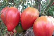Pestovanie paradajok na Sibíri v skleníkoch