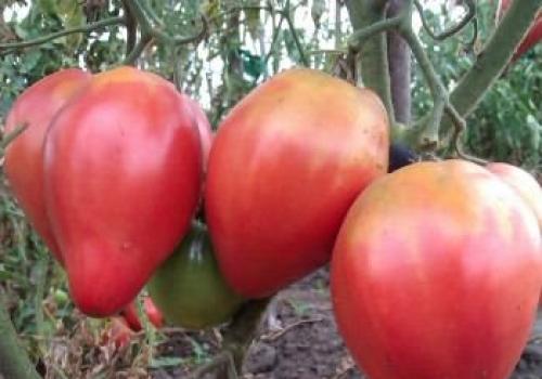 Отглеждане на домати в Сибир в оранжерии