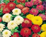 Kukkakasvit ja puutarhanhoito (Boychenko E