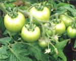 Какво трябва да направите, за да накарате доматите да се изчерпят по-бързо
