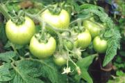 Mitä sinun tarvitsee tehdä, jotta tomaatit punastuvat nopeammin