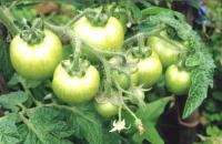 Čo musíte urobiť, aby sa paradajky zrelšie rýchlejšie